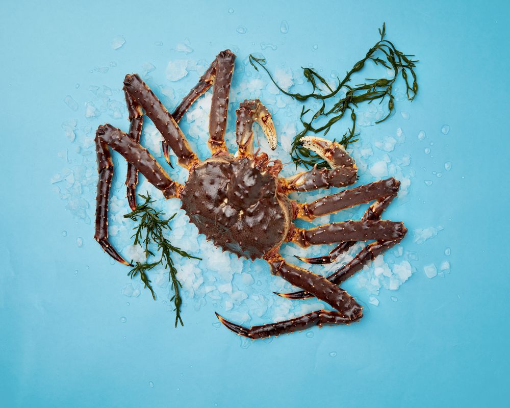 Food Photography